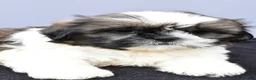 Shih Tzu dogs for sale: Anson - Ad 5