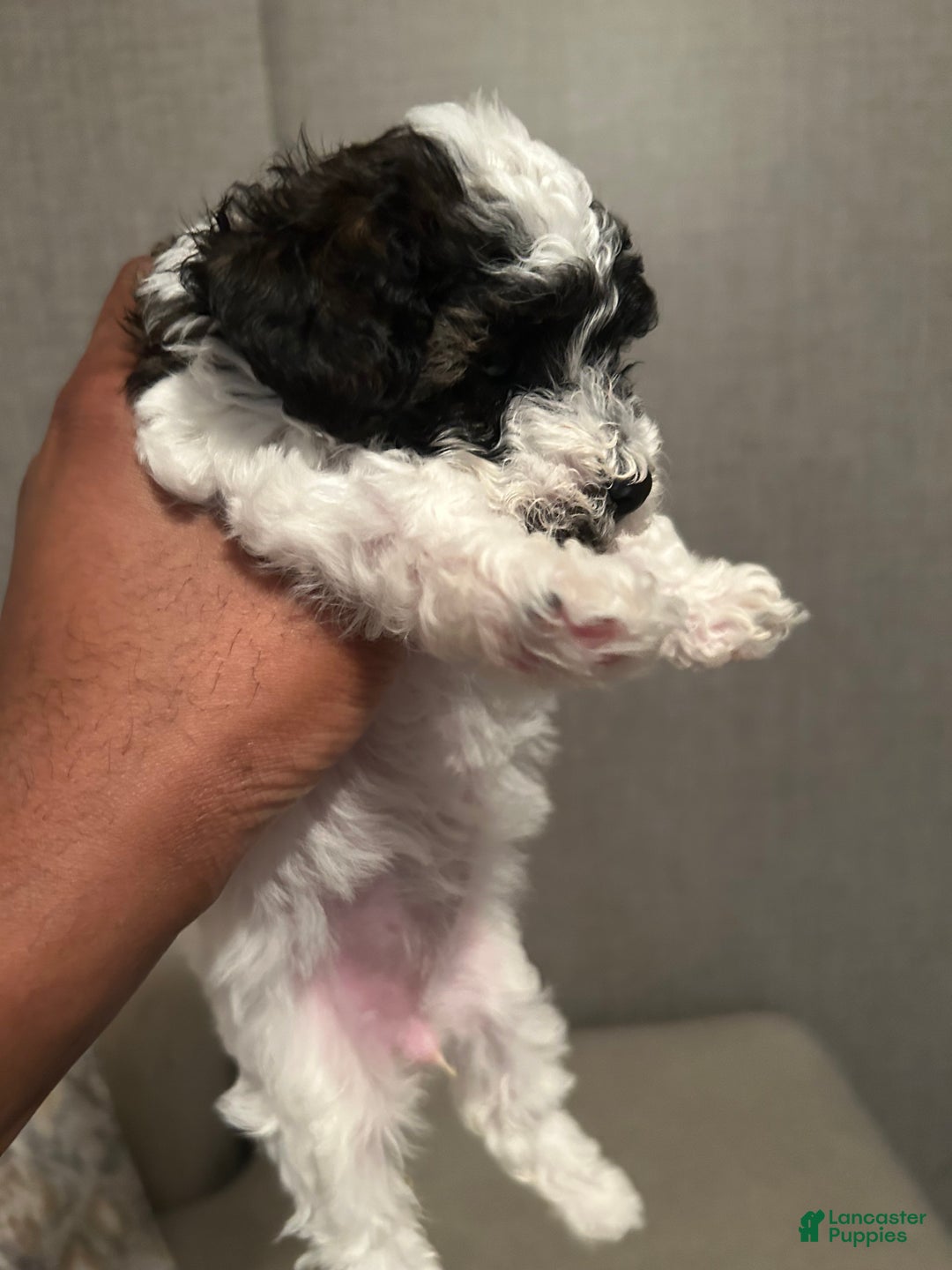 Toy Poodle dogs for sale: Toy Poodle Puppy 1 - Ad 3