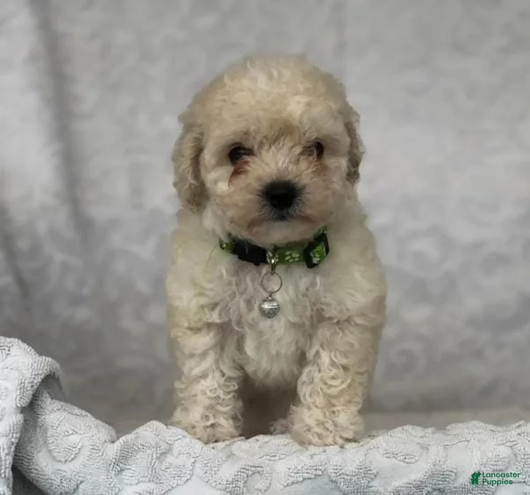 Maltipoo dogs for sale: Simon - Ad 6