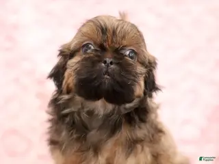 Shih Tzu dogs Esther - Ad 36