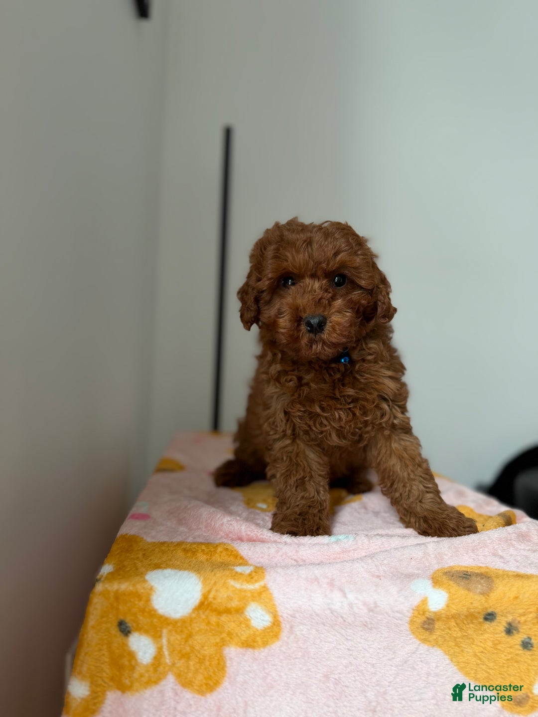 Toy Poodle dogs for sale: Max - Ad 7