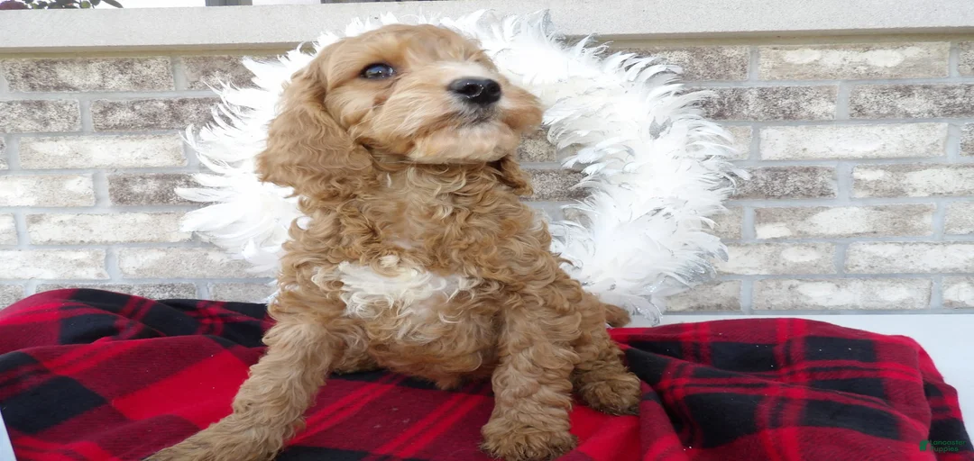 Gallery Image {{count}}