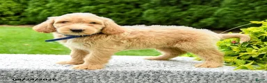Hudson