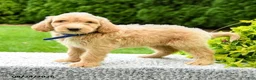 Mini Goldendoodle dogs for sale: Hudson - Ad 1