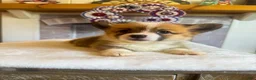 Welsh Corgi Pembroke dogs for sale: Alfredo - Ad 1