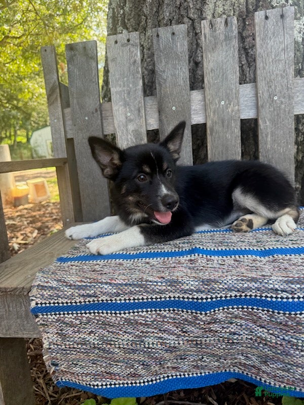 Pomsky dogs Bella   - Ad 2