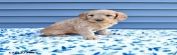 Goldendoodle dogs for sale: Bonnie - Ad 1