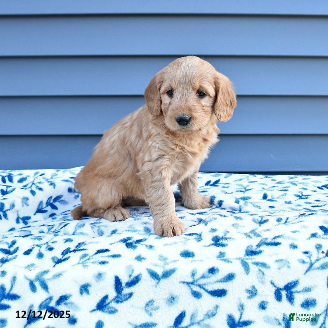 Goldendoodle dogs for sale: Bonnie - Ad 1