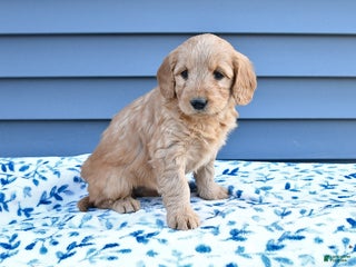 Goldendoodle dogs Bonnie - Ad 10