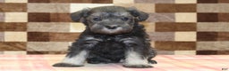 Miniature Schnauzer dogs for sale: Stella - Ad 3