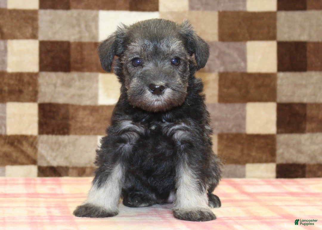 Miniature Schnauzer dogs for sale: Stella - Ad 3