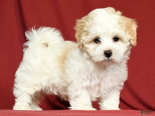 Maltipoo dogs - Ad 10