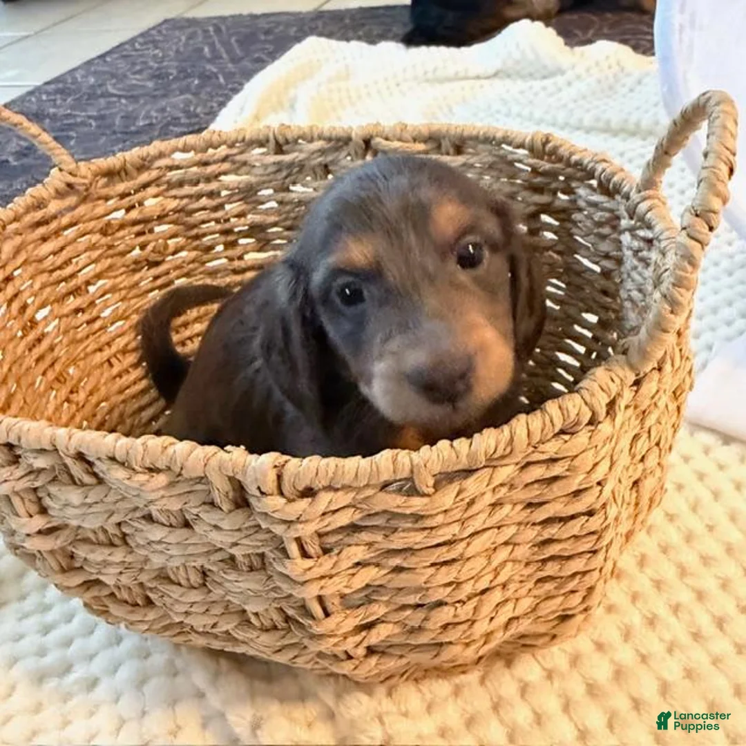 Dachshund dogs for sale: kilo - Ad 2