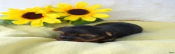 Yorkshire Terrier dogs for sale: Woody - Ad 4