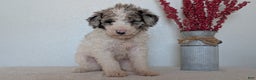 Mini Bernedoodle dogs for sale: Valerie  - Ad 3