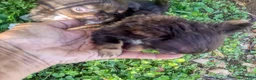 Chihuahua dogs for sale: Teacup Apple Head   Twix    - Ad 10