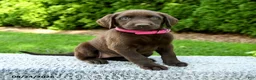 Labrador Retriever dogs for sale: Raven - Ad 3