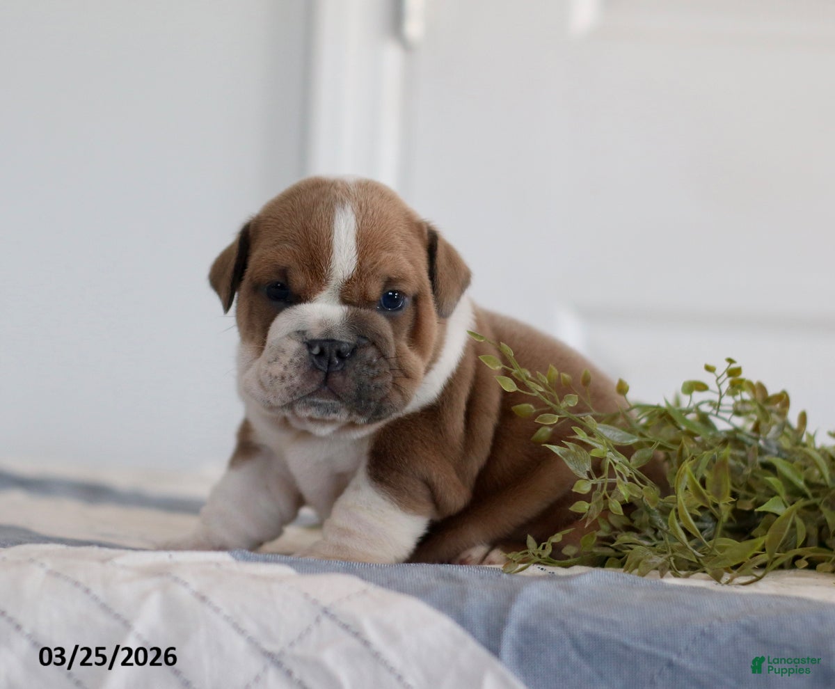 English Bulldog dogs Axel - Ad 1