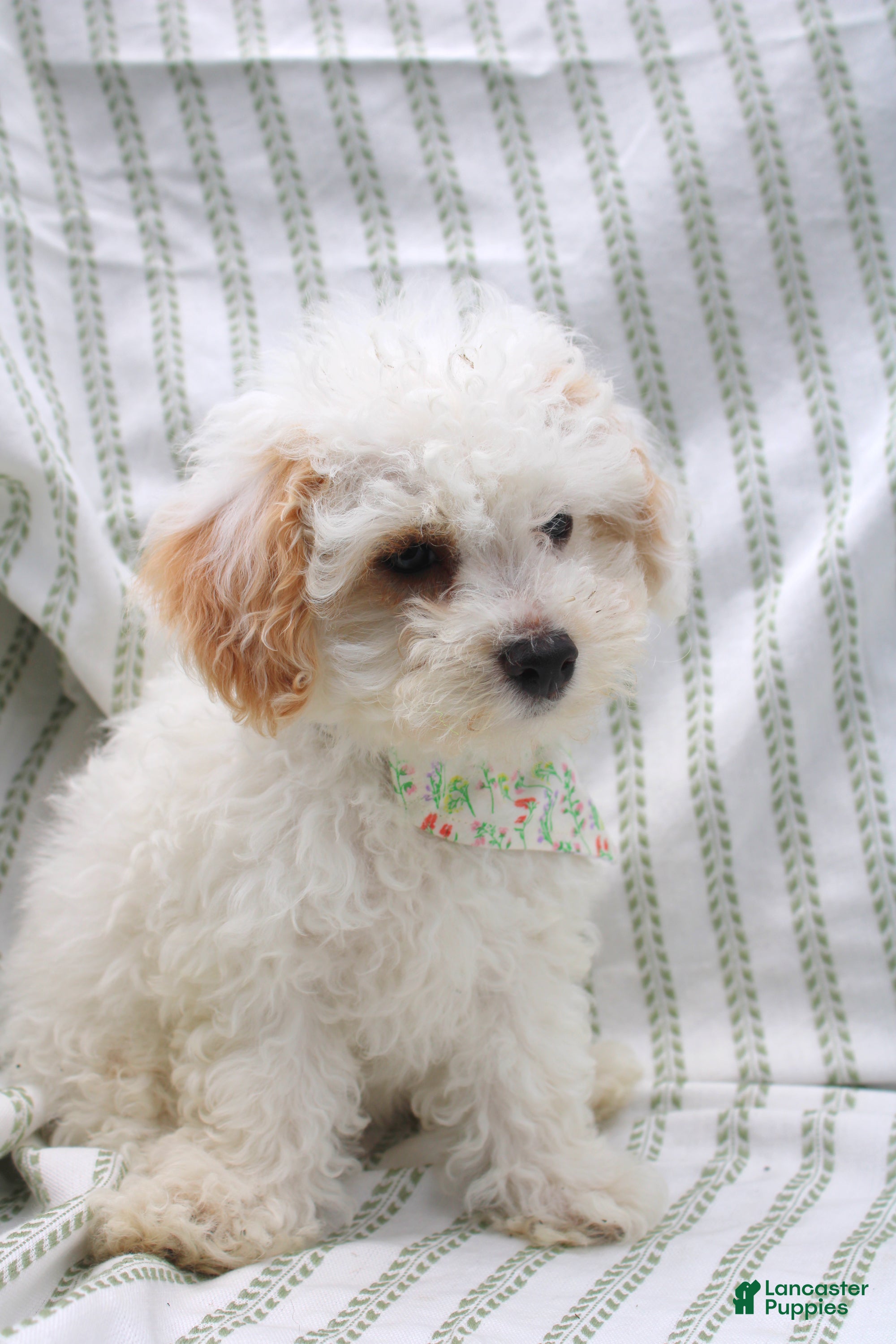 Bichpoo dogs Sable - Ad 2