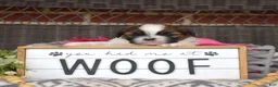 Shih Tzu dogs for sale: Teddy Bear - Ad 2