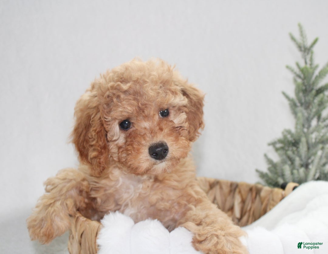 Cavapoo dogs for sale: Oakley - Ad 2