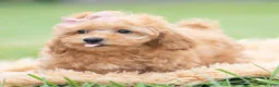 Maltipoo dogs for sale: Sunshine - Ad 7