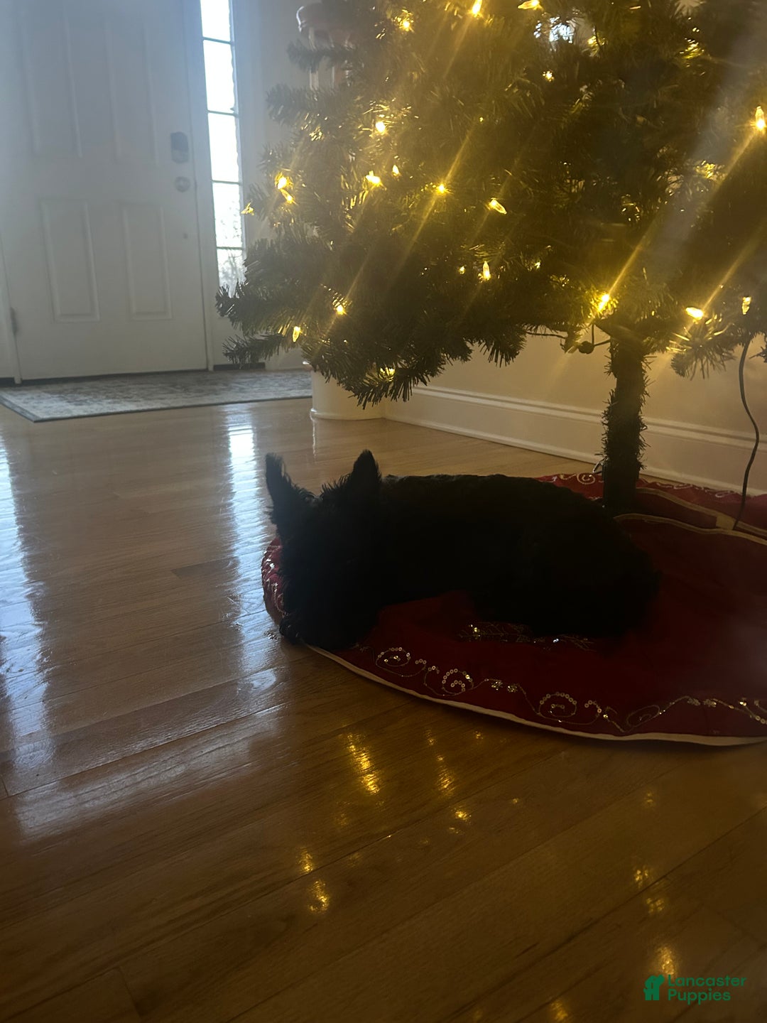 Scottish Terrier dogs for stud: Scottie stud - Ad 4