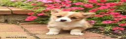 Welsh Corgi Pembroke dogs for sale: Red   - Ad 1