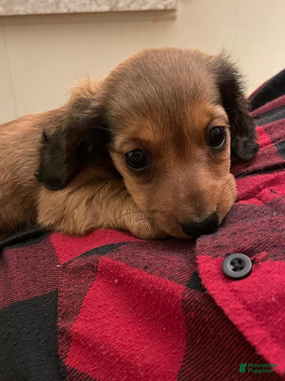 Dachshund dogs Mini Robyn - Ad 2