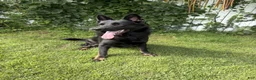 Gerberian Shepsky dogs for sale: Harley - Ad 4
