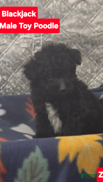 Toy Poodle dogs for sale: BlackJack - Ad 1