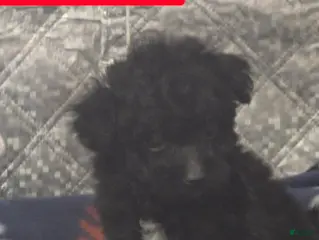 Toy Poodle dogs BlackJack - Ad 23