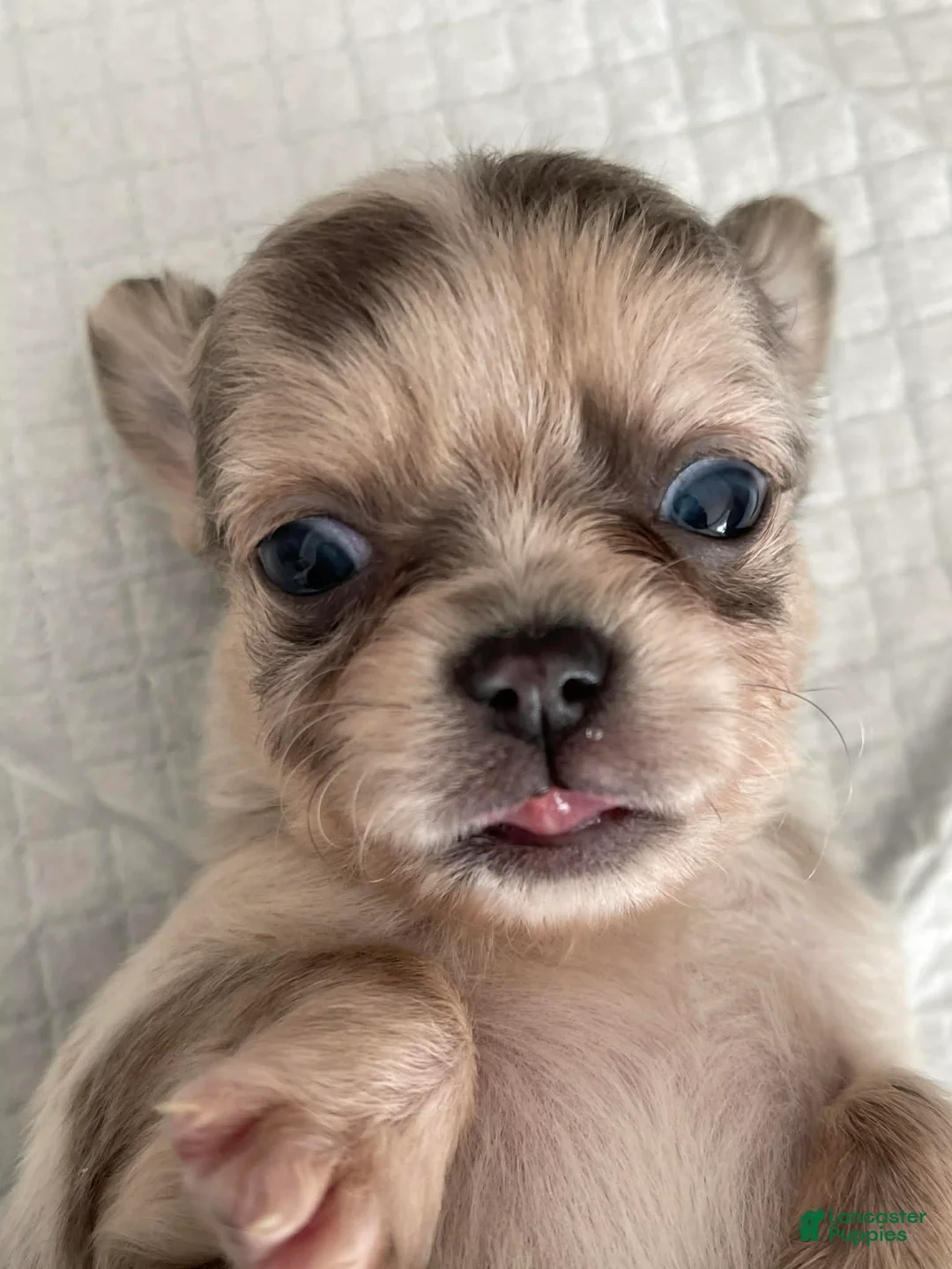 Chihuahua dogs for sale: Phoenix - Ad 2