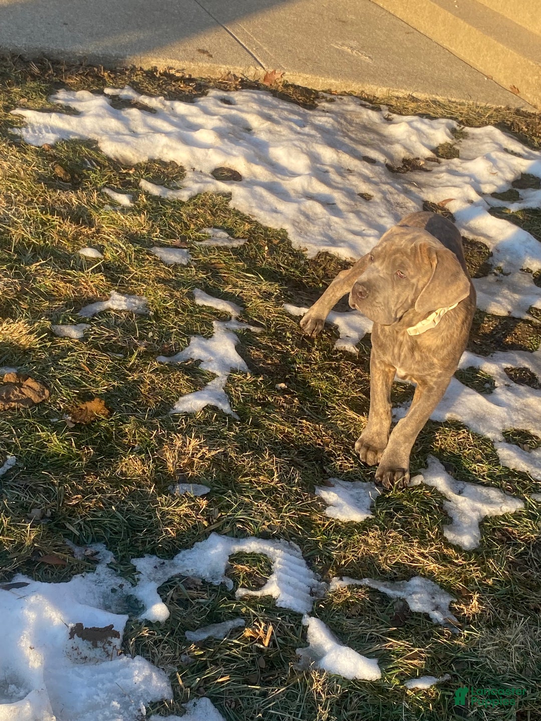 Cane Corso dogs for sale: Cane Corso Puppy 2 - Ad 10