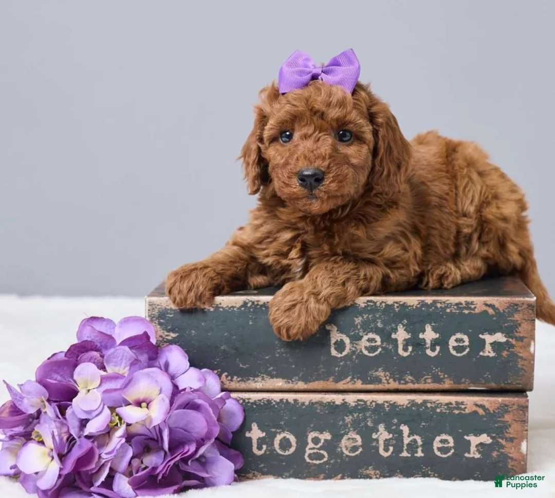 Miniature Poodle dogs for sale: Miniature Poodle Puppy 2 - Ad 1