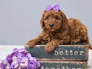 Miniature Poodle dogs for sale: Miniature Poodle Puppy 2 - Ad 1