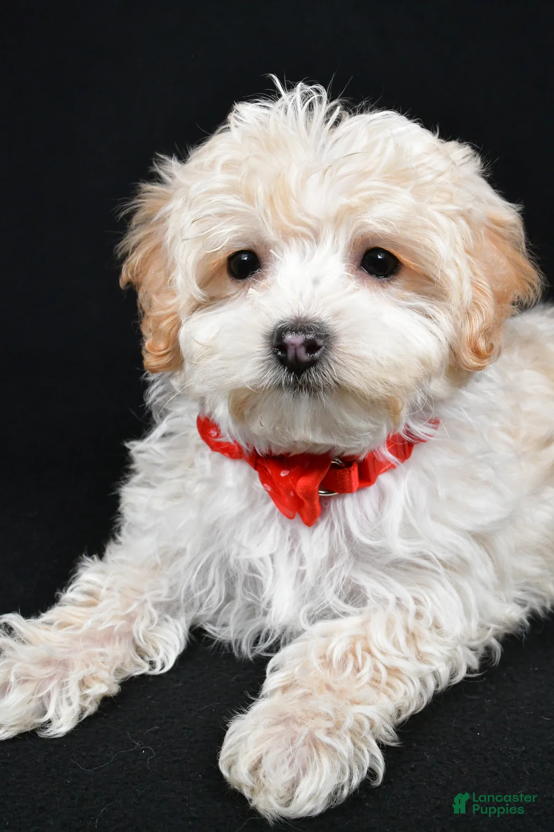 Maltipoo dogs for sale: Brady - Ad 5