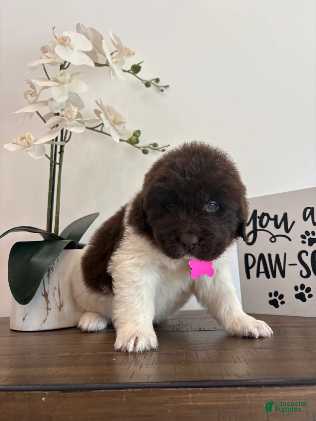 Newfoundland dogs for sale: Barbie  - Ad 2