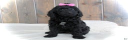 Mini Goldendoodle dogs for sale: Abby - Ad 7