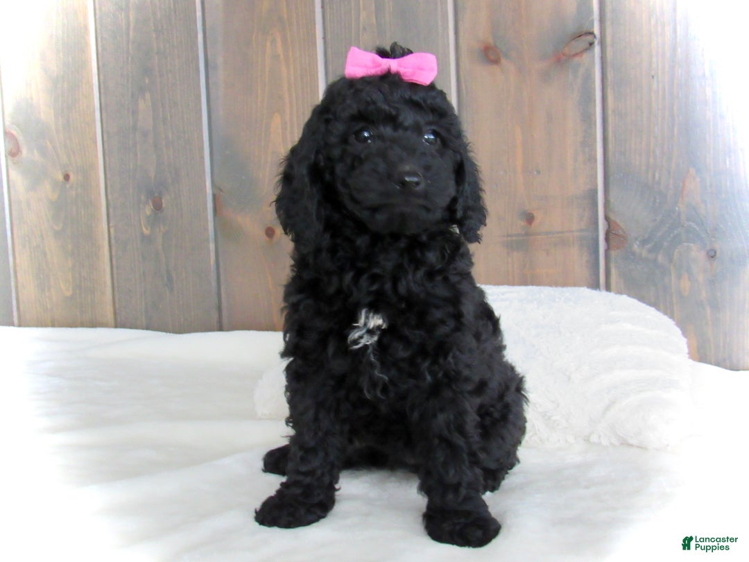 Mini Goldendoodle dogs for sale: Abby - Ad 7