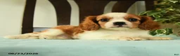 Cavalier King Charles Spaniel dogs for sale: Aspen  - Ad 2