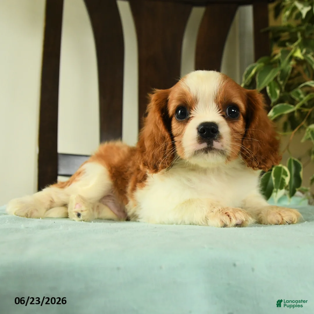 Cavalier King Charles Spaniel dogs for sale: Aspen  - Ad 2