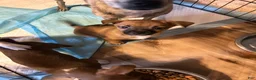 Mixed Breed dogs for sale: Mixed Breed 1 - Ad 2