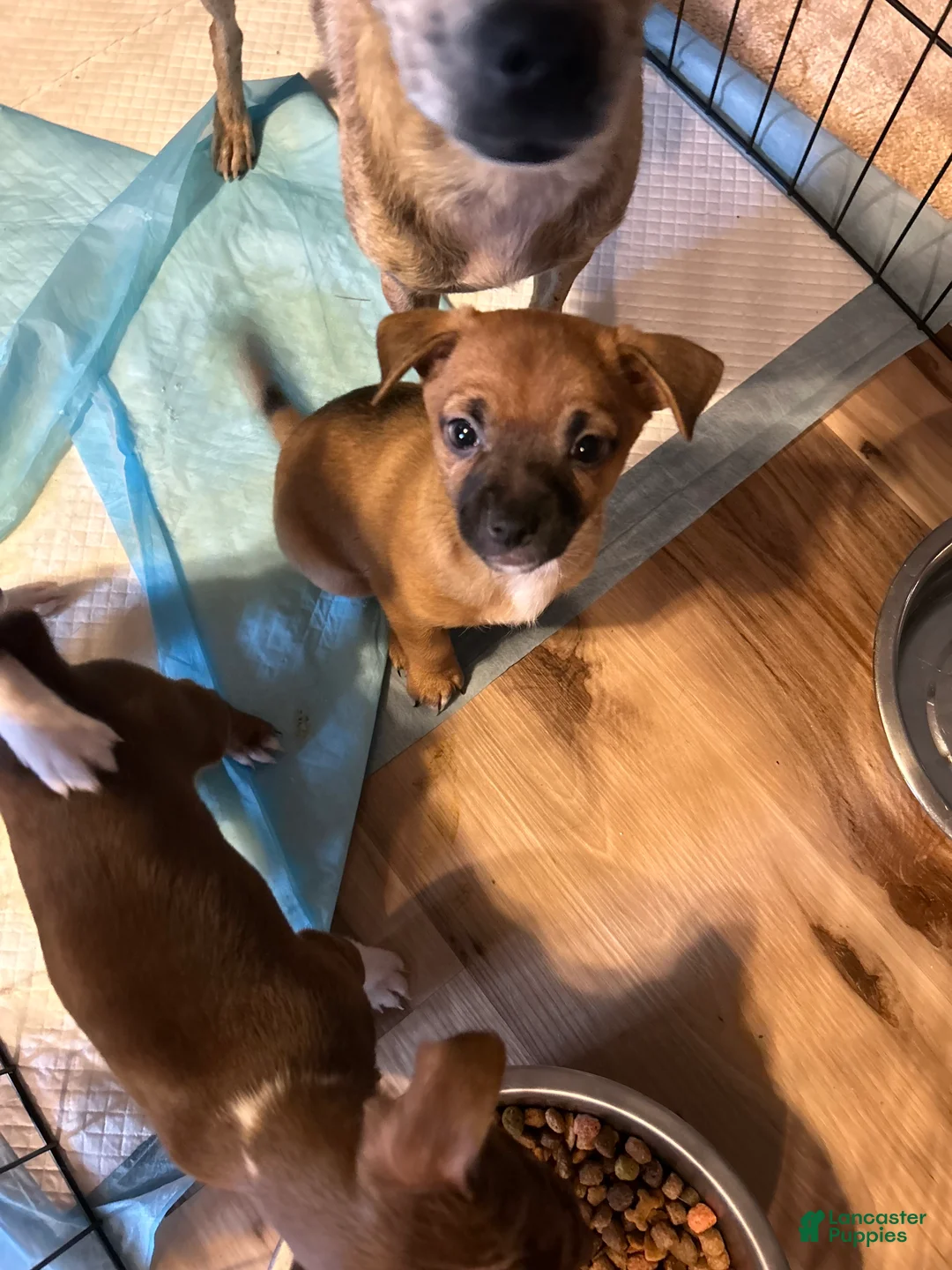 Mixed Breed dogs for sale: Mixed Breed 1 - Ad 2