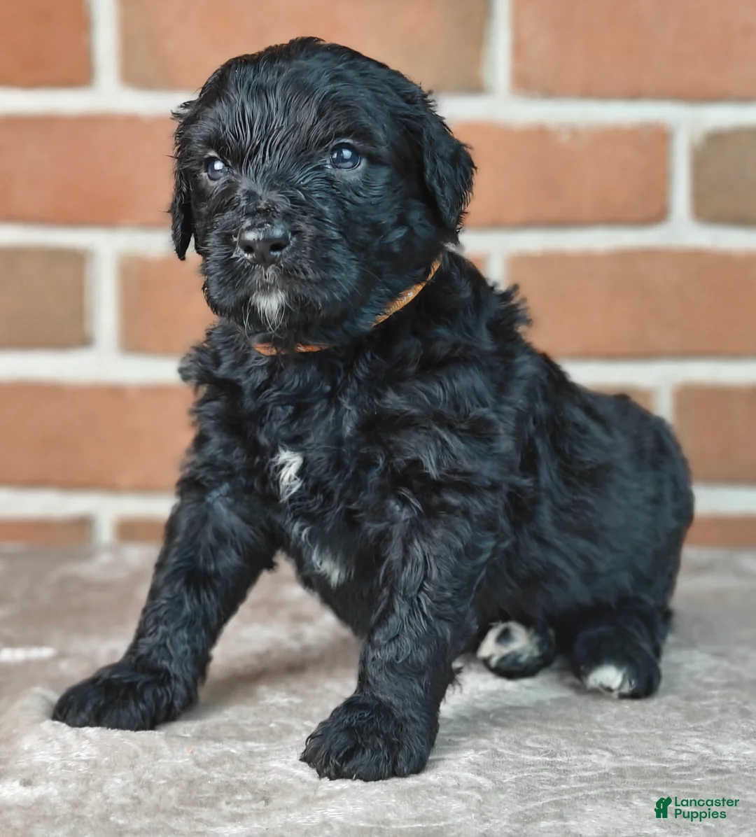 Bernedoodle dogs for sale: Ranger  - Ad 2