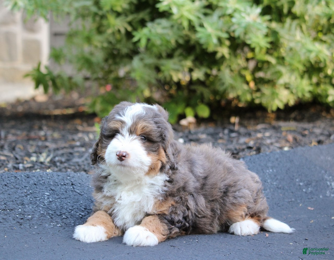 Mini Bernedoodle dogs Mini Bernedoodle Puppy 1 - Ad 1