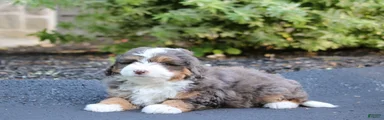 Mini Bernedoodle Puppy 1