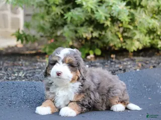 Mini Bernedoodle dogs for sale: Mini Bernedoodle Puppy 1 - Ad 2