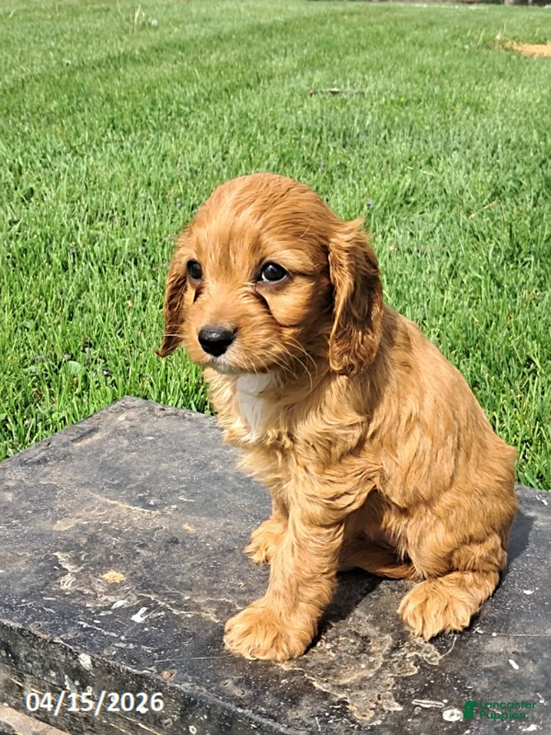 Cavapoo dogs for sale: Kelsey - Ad 2