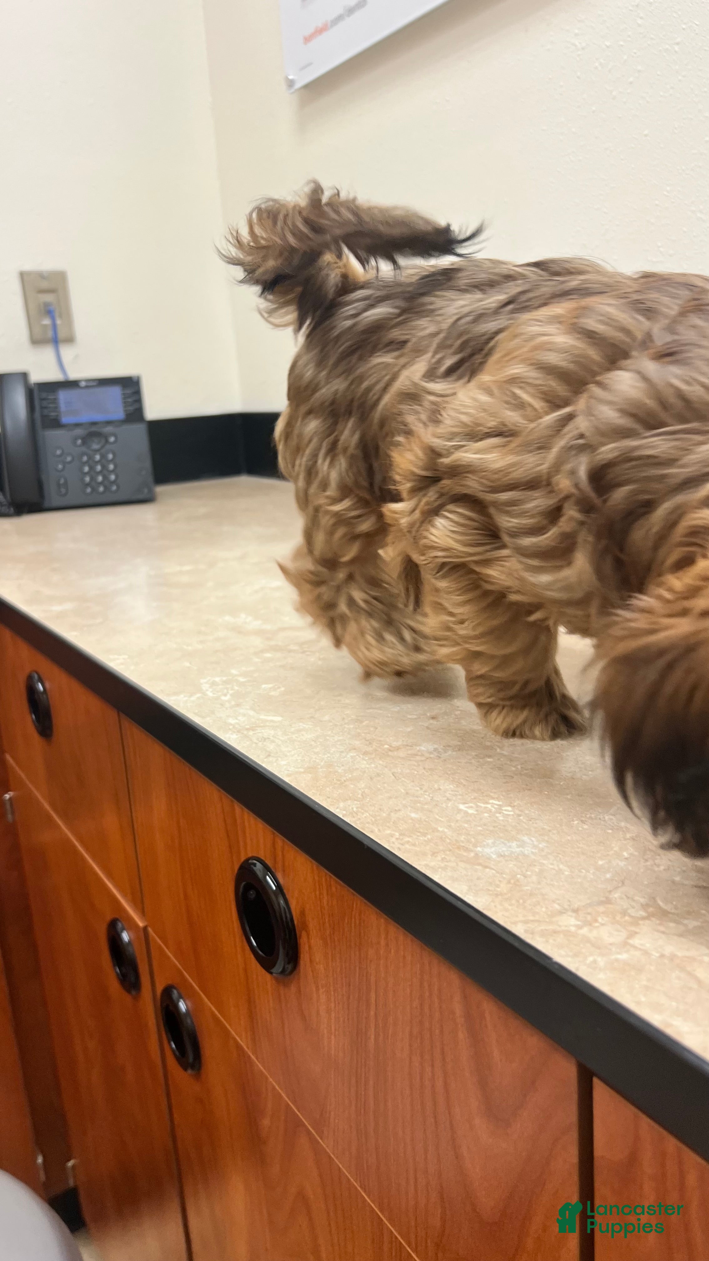 Yorkiepoo dogs Yorkiepoo Puppy 3 - Ad 8